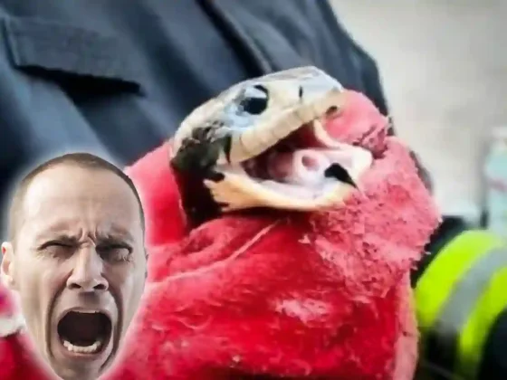 Sustos que NO dan gusto: Lampalagua de más de dos metros apareció en una casa de Salta