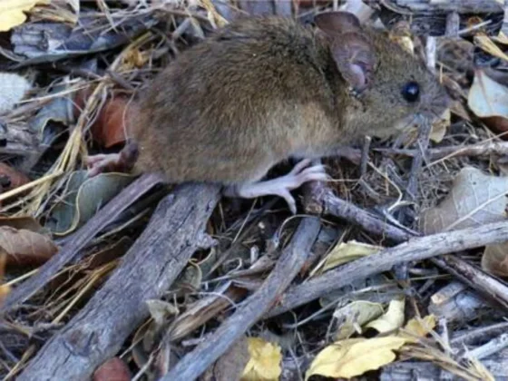 Suben los casos de hantavirus en el país: la región Centro concentra el 70% de las infecciones