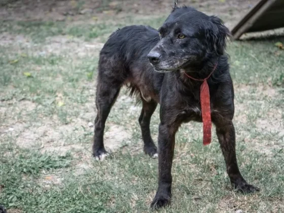 Un perrito que estaba desde hace 5 años en el Centro de Adopciones tiene nuevo hogar