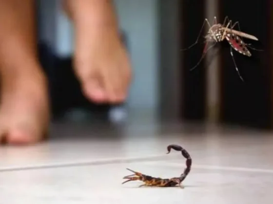 Aumentan las atenciones por picaduras y hay más de 20 casos sospechosos de dengue en Salta