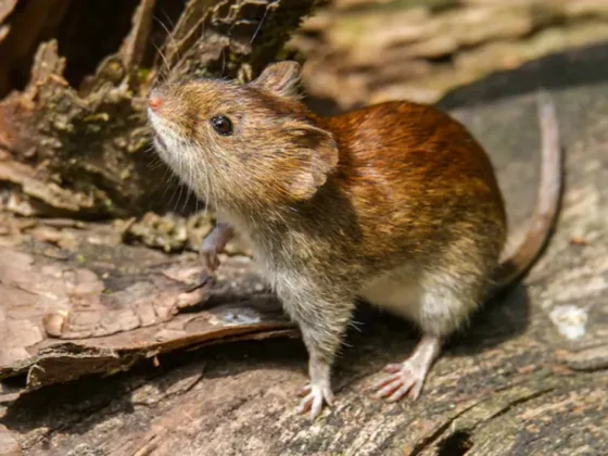 Hantavirus en el norte: alerta en zonas rurales tras 5 muertes en Salta