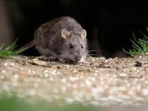 Alerta por hantavirus en Salta: cinco muertes y refuerzan las recomendaciones de prevención