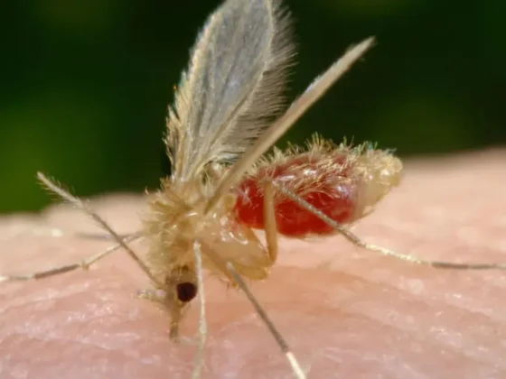 Fueron 36 los casos registrados de leishmaniasis cutánea humana en Salta