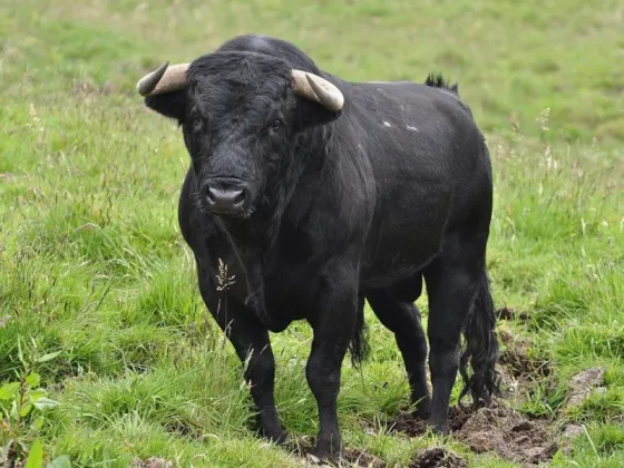 Aduana secuestró un recipiente con semen de toro valuado en más de US$ 500.000