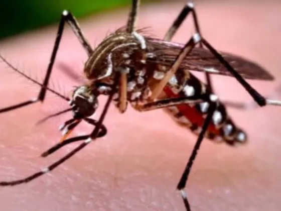 Salud insta a la población a reforzar medidas de prevención ante la detección de casos de Chikungunya en la provincia