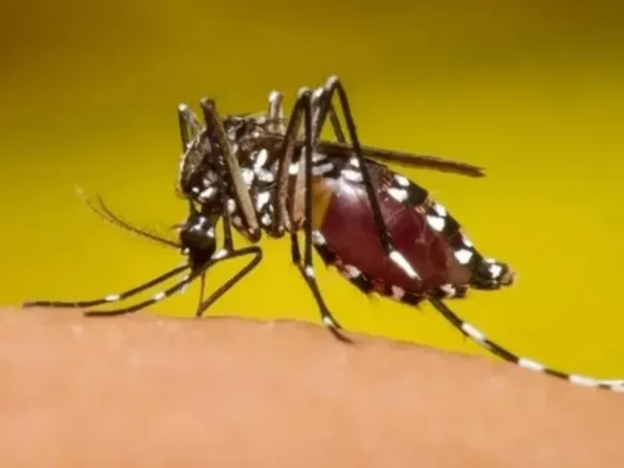 Salud refuerza la vigilancia epidemiológica en la frontera norte ante brote de Chikungunya en Bolivia
