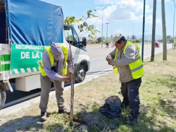 El Plan Vial Zona Sur suma 120 árboles para una ciudad más fresca y sustentable