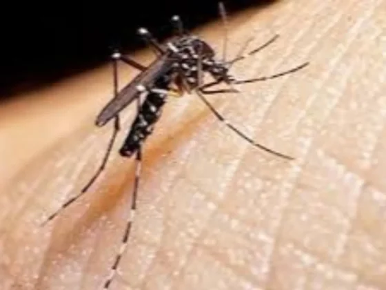 Salud refuerza la vigilancia epidemiológica en la frontera norte ante brote de Chikungunya en Bolivia