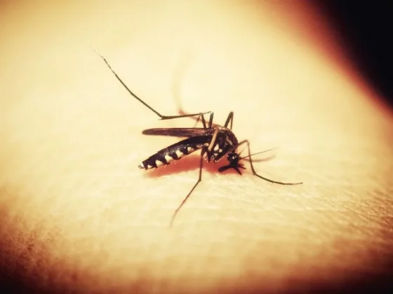 Salta y Tarija coordinan un operativo binacional ante el brote de Chikungunya