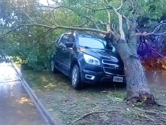 B° Santa Ana: árbol de gran tamaño cayó sobre una camioneta