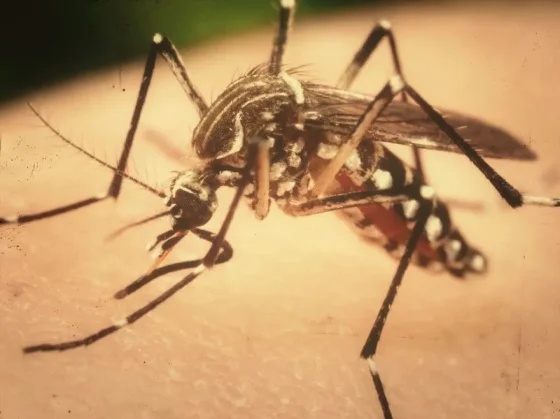 Salta registra 120 casos confirmados de Chikungunya en lo que va del periodo de vigilancia 2025/2026