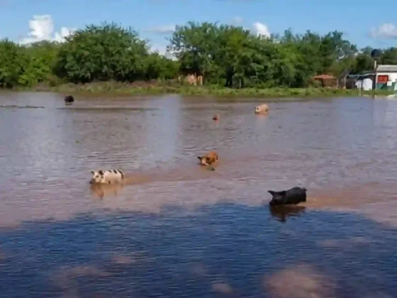 Chanchitos luchando por sobrevivir en las inundaciones del norte salteño