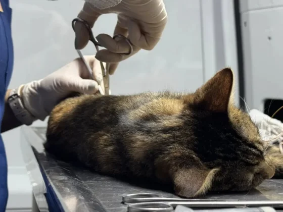 El municipio acerca el servicio de castración a la zona oeste alta