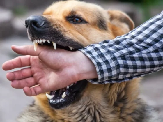 Secuestran perro peligroso tras nuevo ataque