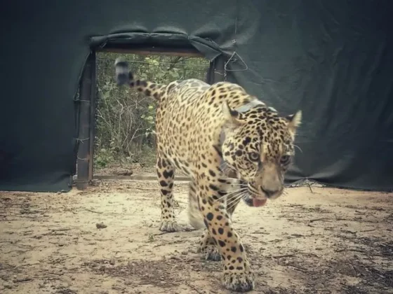 Impulsan en Salta el monitoreo del yaguareté y la conservación de corredores naturales