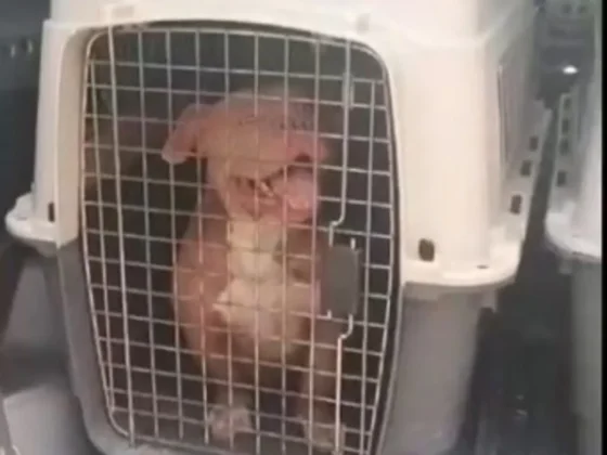 Rescatan 12 perros en Salta tras allanamientos por maltrato animal: estaban en estado crítico