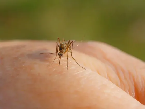 No es el tipo de sangre: la ciencia explica cómo los mosquitos eligen a quién picar