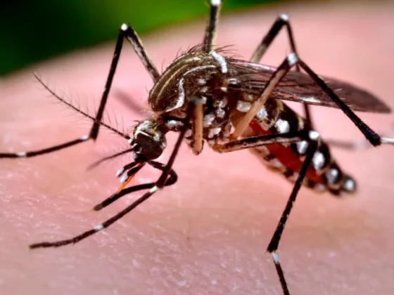 El Ministerio de Salud informa la situación epidemiológica de Chikungunya en la provincia