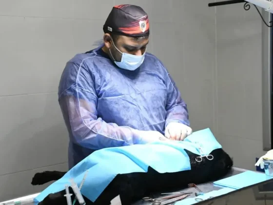 La próxima semana habrá castración en zona norte