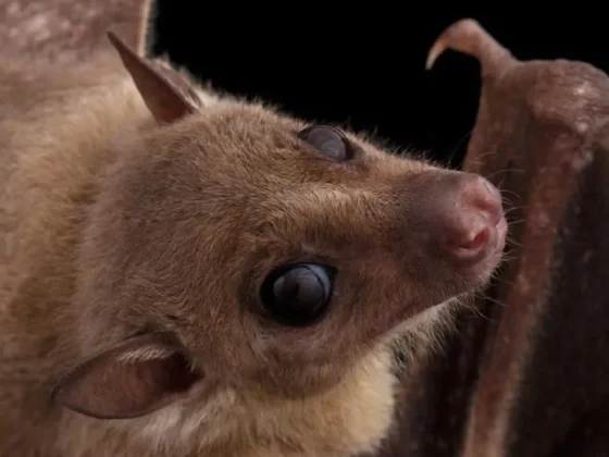 Nuevo operativo por murciélagos en San Lorenzo tras el susto de vecinos