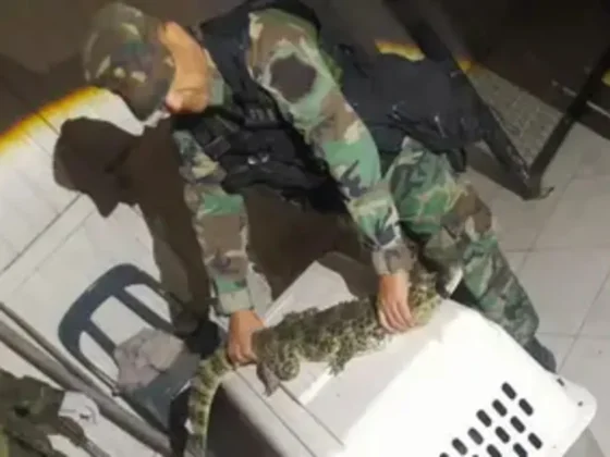 Sorpresa en Salta: capturan un yacaré dentro de una vivienda en Tres Palmeras