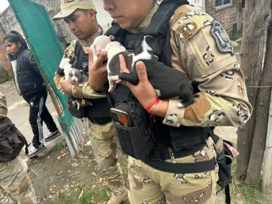 Rescatan 10 perros en barrio Mosconi por sospechas de maltrato