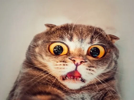 Córdoba: Crece la alarma por desaparición de gatos en barrios céntricos