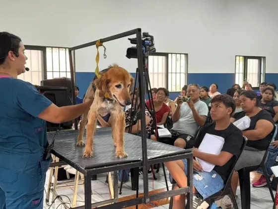 Participá del curso de peluquería canina en zona sur