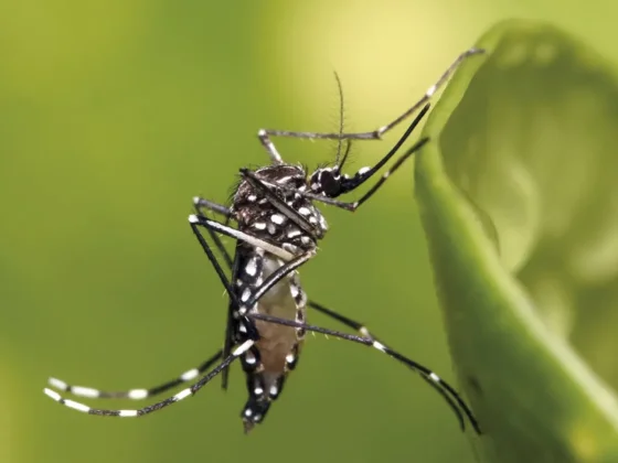 Chikungunya en Salta: confirmaron 1.172 casos y crece con fuerza el brote en el norte provincial