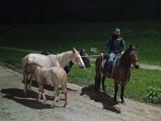 Metán: secuestraron diez caballos sueltos y refuerzan controles por riesgo vial