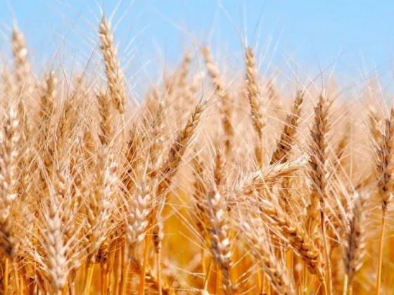 La sequía sigue afectando a la campaña de trigo y las consecuencias pueden ser históricas