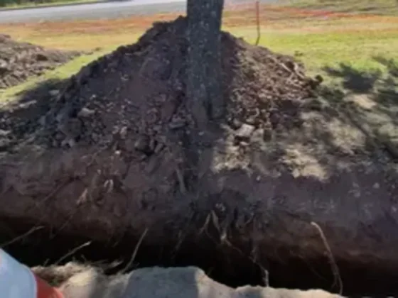 Alertan que serían más de 100 los árboles dañados por obras de Naturgy sobre avenida Perón