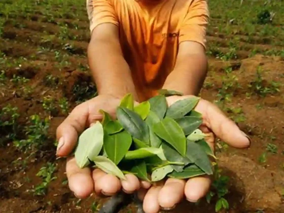Proponen cultivar coca en Salta y se reabre el debate nacional