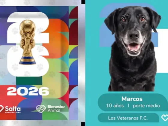Lanzaron “figuritas del Mundial” con imágenes de perros rescatados para promover la adopción