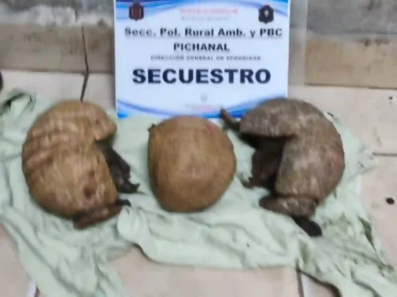 Rescataron tres quirquinchos y multaron a dos hombres por caza ilegal en Pichanal