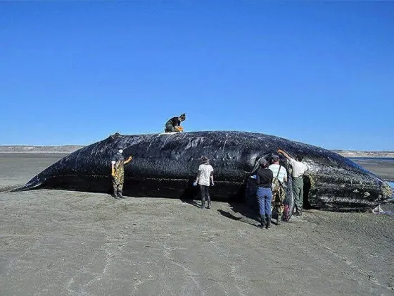 Ya son 10 las ballenas muertas en una semana y las autoridades trabajan en una hipótesis