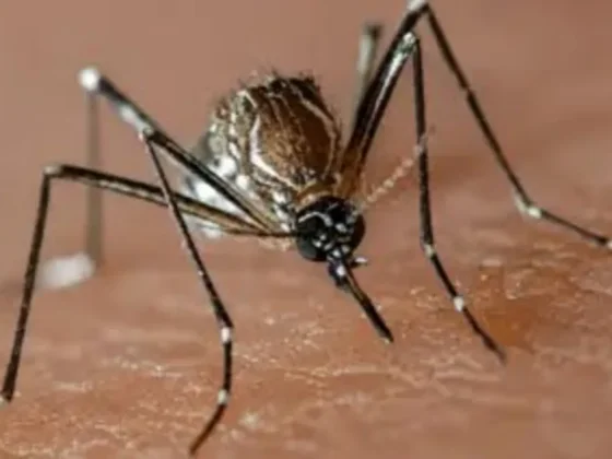 Chikungunya en Salta: ya confirmaron más de 2100 casos y el norte provincial sigue siendo la zona más afectada