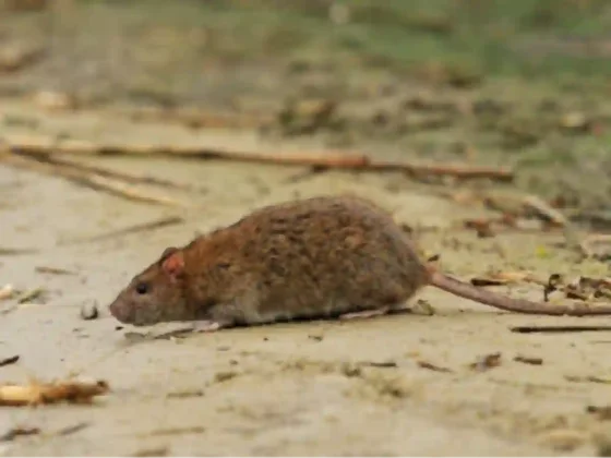 El hantavirus ya dejó seis muertos en Salta y preocupa la alta tasa de letalidad
