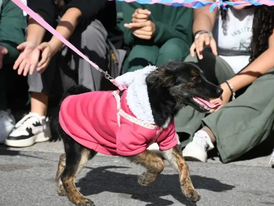 Habrá una jornada de adopción para celebrar el Día Mundial del Perro sin Raza