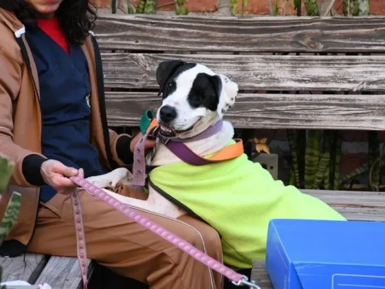 Se concretaron cuatro adopciones en el “Día del perro sin raza”
