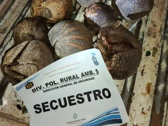 El Quebrachal: infraccionaron a un motociclista por caza ilegal de un quirquincho bola