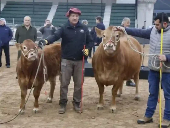 Tim Payne, Tini Tini y más: los curiosos nombres de vacas que se roban las miradas en la Expo Rural