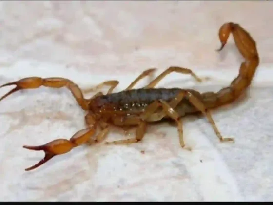 Más de 250 picaduras de alacranes fueron notificadas durante el primer semestre en la provincia