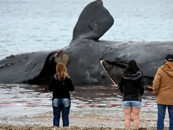 Encontraron tres nuevos cadáveres y ya suman 18 las ballenas muertas