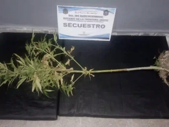 Encontraron una planta de marihuana de 1,10 metros en un terreno baldío