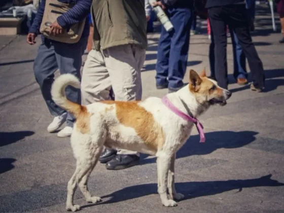 Rescataron a 13 perros que siguieron a los peregrinos
