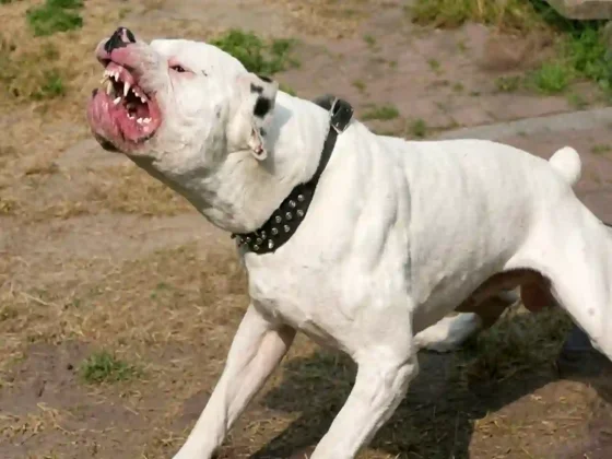 Prisión efectiva para el dueño de los dogos que mataron a una mujer