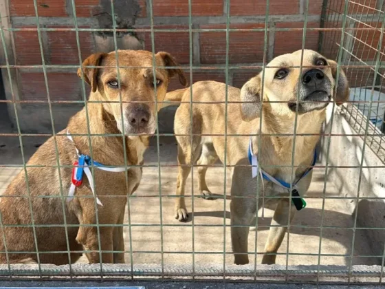 Rescataron 35 animales extraviados durante las celebraciones del Milagro