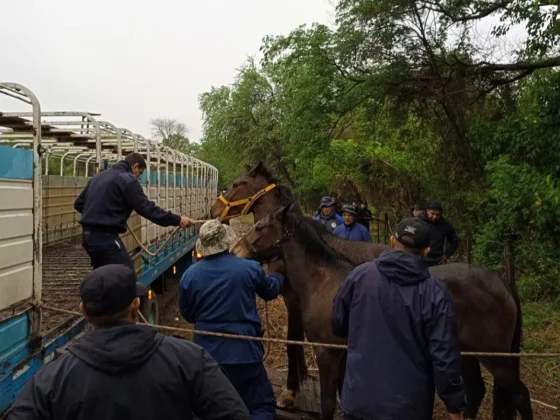 Secuestraron ocho caballos y una vaca que estaban sueltos en caminos del Valle de Sianca