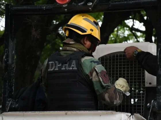 La Municipalidad de Salta rescató a un aguilucho taguató